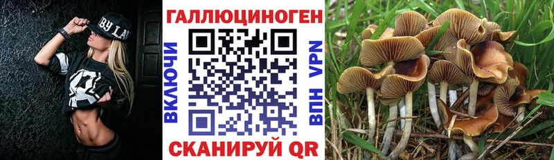 Псилоцибиновые грибы Psilocybe  Усолье-Сибирское 